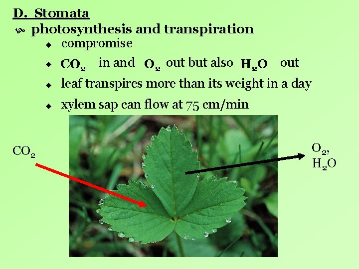 D. Stomata photosynthesis and transpiration u compromise CO 2 in and O 2 out D. Stomata photosynthesis and transpiration u compromise CO 2 in and O 2 out