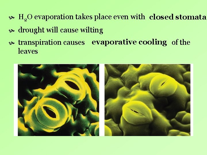 H 2 O evaporation takes place even with closed stomata drought will cause H 2 O evaporation takes place even with closed stomata drought will cause