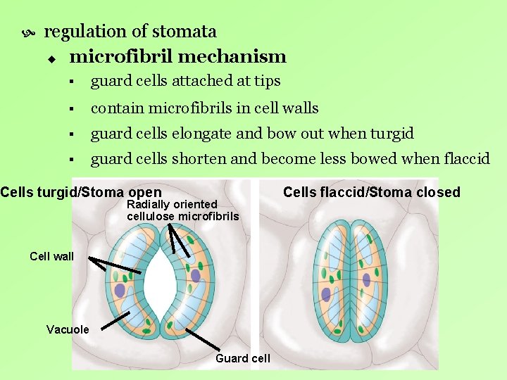 regulation of stomata u microfibril mechanism § guard cells attached at tips § regulation of stomata u microfibril mechanism § guard cells attached at tips §