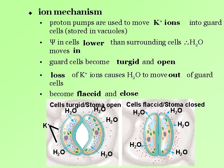 u ion mechanism § proton pumps are used to move K+ ions cells (stored u ion mechanism § proton pumps are used to move K+ ions cells (stored