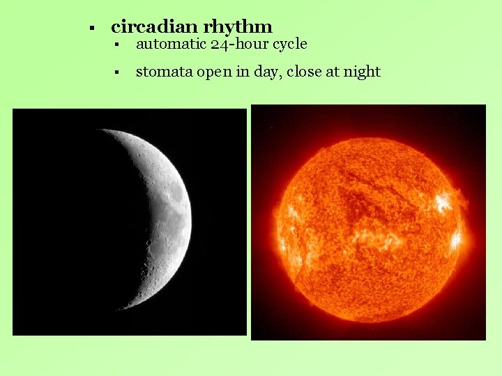 § circadian rhythm § automatic 24 -hour cycle § stomata open in day, close § circadian rhythm § automatic 24 -hour cycle § stomata open in day, close
