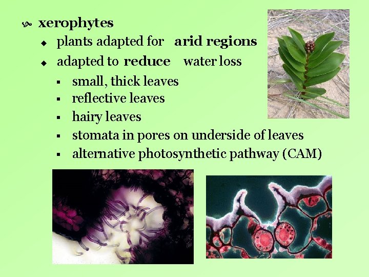 xerophytes u plants adapted for arid regions u adapted to reduce water loss xerophytes u plants adapted for arid regions u adapted to reduce water loss