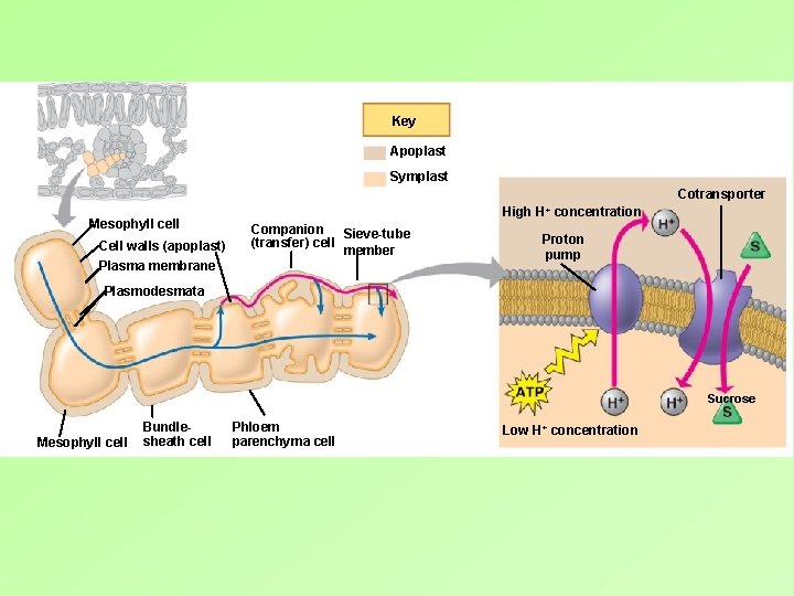 Key Apoplast Symplast Cotransporter Mesophyll cell Cell walls (apoplast) Plasma membrane High H+ concentration Key Apoplast Symplast Cotransporter Mesophyll cell Cell walls (apoplast) Plasma membrane High H+ concentration
