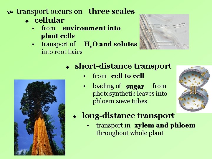 transport occurs on three scales u cellular § § from environment into plant transport occurs on three scales u cellular § § from environment into plant