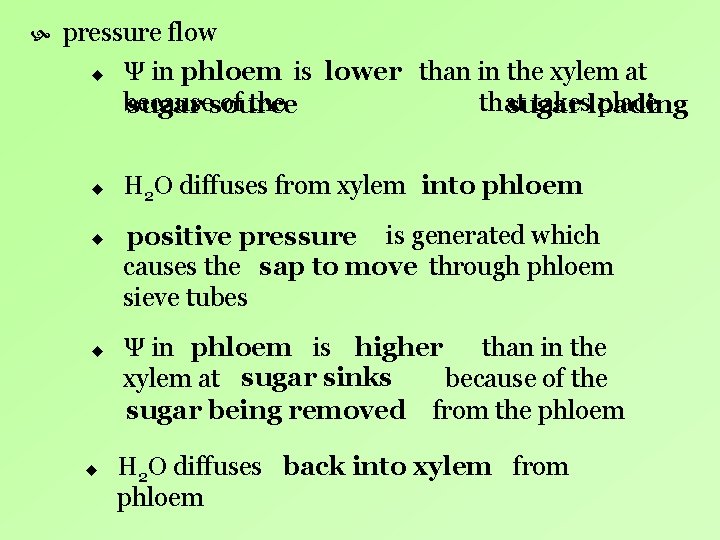 pressure flow u u u Ψ in phloem is lower than in the pressure flow u u u Ψ in phloem is lower than in the