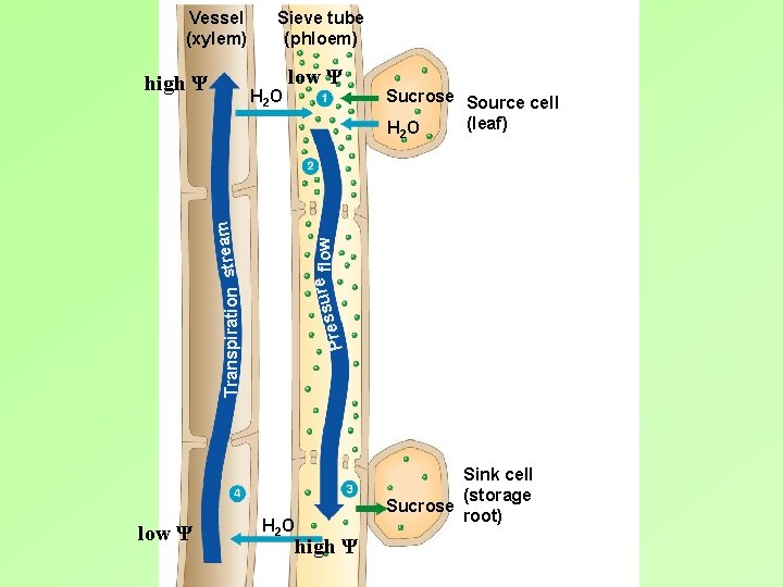 Vessel (xylem) high Ψ Sieve tube (phloem) low Ψ Sucrose Source cell (leaf) H Vessel (xylem) high Ψ Sieve tube (phloem) low Ψ Sucrose Source cell (leaf) H