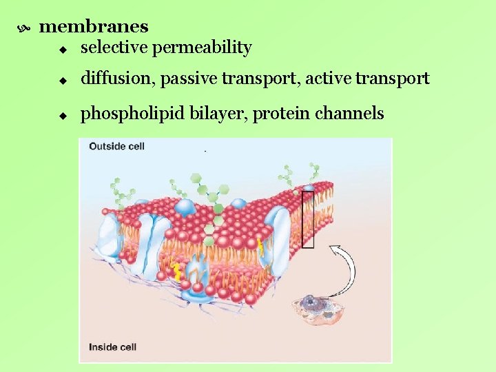membranes u selective permeability u diffusion, passive transport, active transport u phospholipid bilayer, membranes u selective permeability u diffusion, passive transport, active transport u phospholipid bilayer,