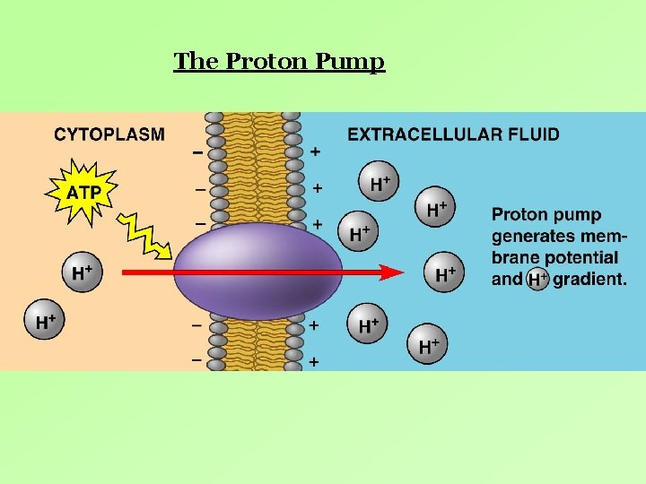 The Proton Pump The Proton Pump