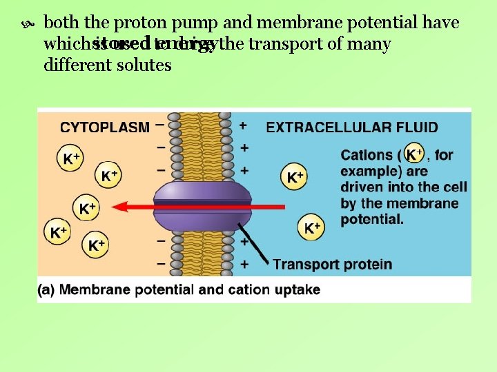 both the proton pump and membrane potential have energy which stored is used both the proton pump and membrane potential have energy which stored is used