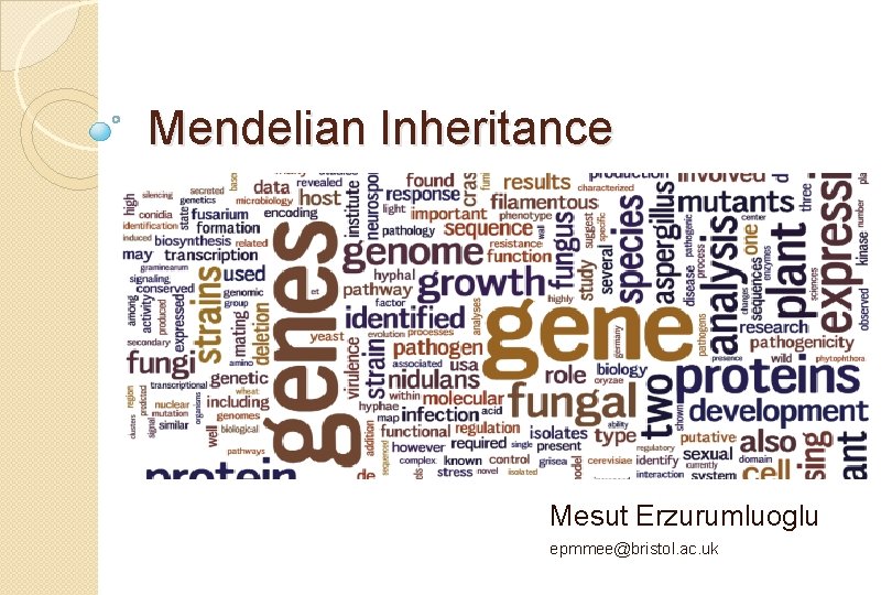 Mendelian Inheritance Mesut Erzurumluoglu epmmee@bristol. ac. uk 