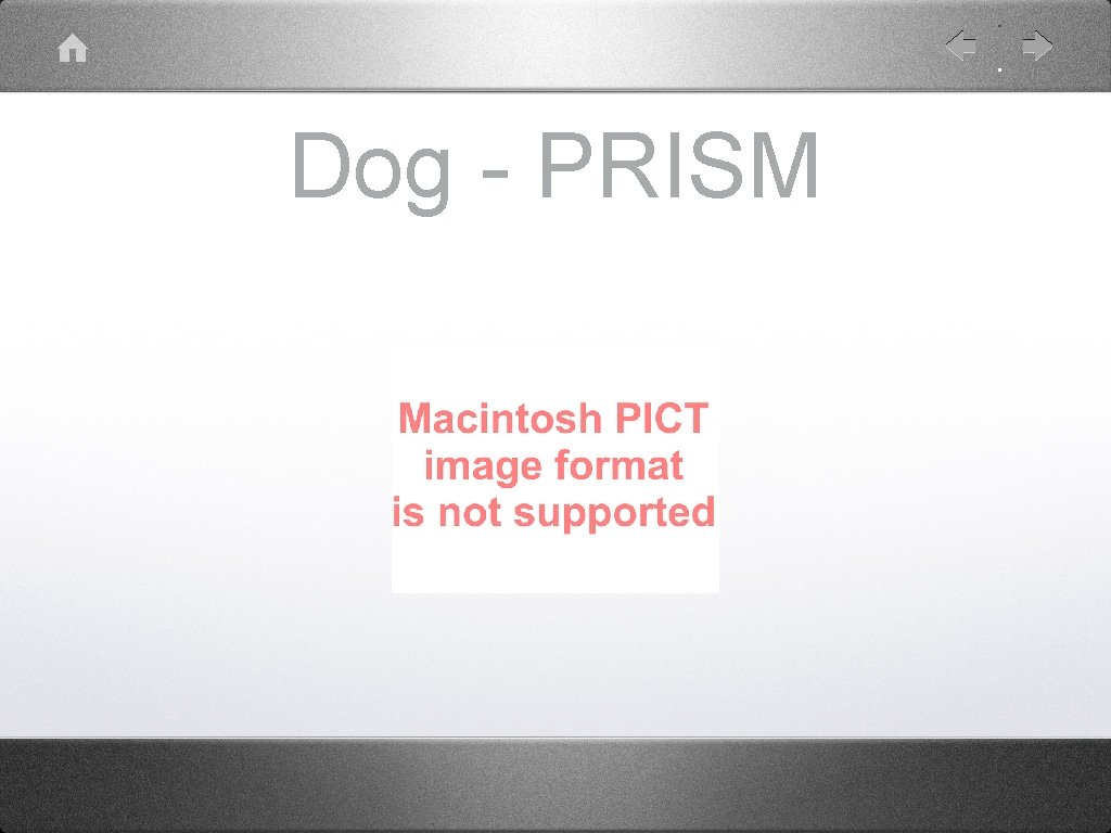 Dog - PRISM 