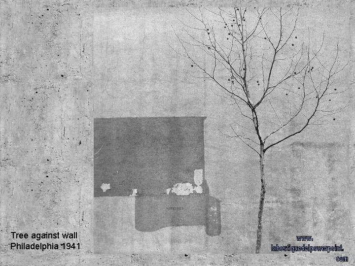 Tree against wall Philadelphia 1941 