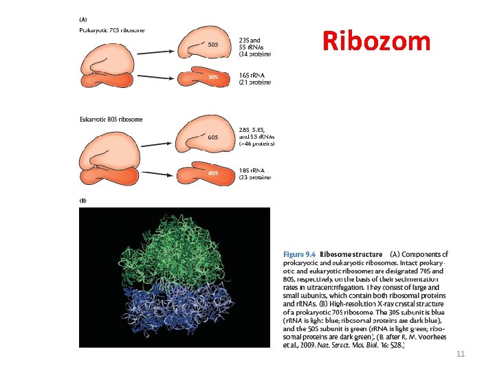 Ribozom 11 Ribozom 11