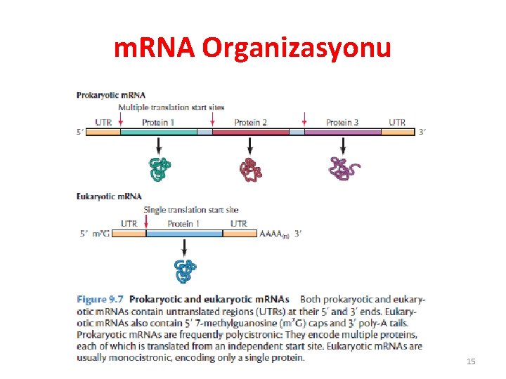 m. RNA Organizasyonu 15 m. RNA Organizasyonu 15