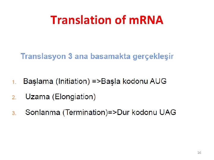 Translation of m. RNA 16 Translation of m. RNA 16