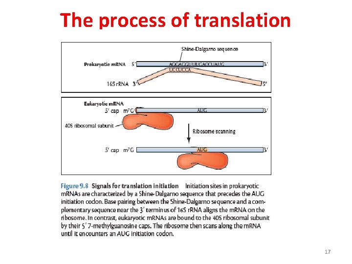 The process of translation 17 The process of translation 17