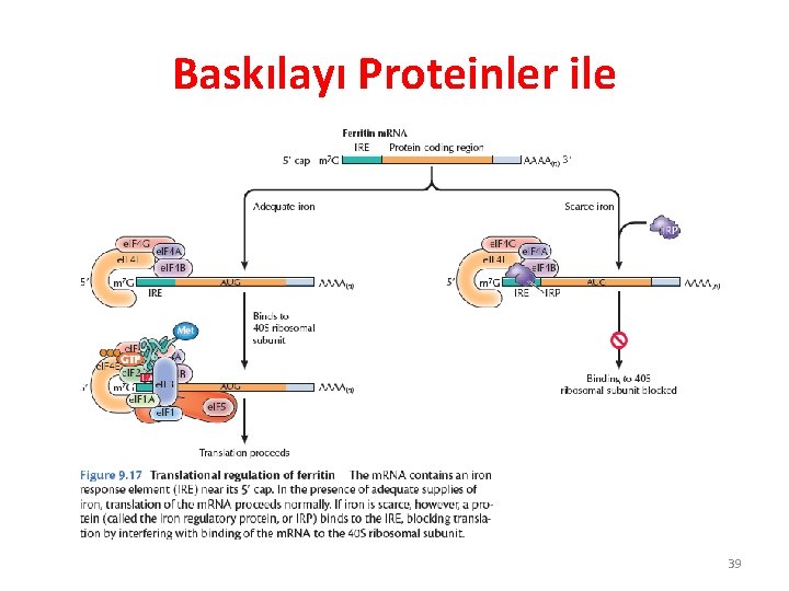 Baskılayı Proteinler ile 39 Baskılayı Proteinler ile 39