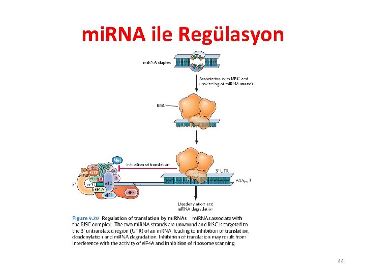 mi. RNA ile Regülasyon 44 mi. RNA ile Regülasyon 44