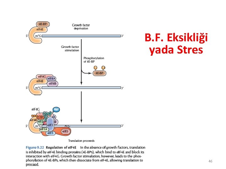B. F. Eksikliği yada Stres 46 B. F. Eksikliği yada Stres 46