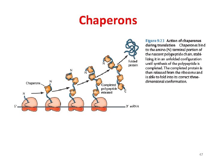 Chaperons 47 Chaperons 47
