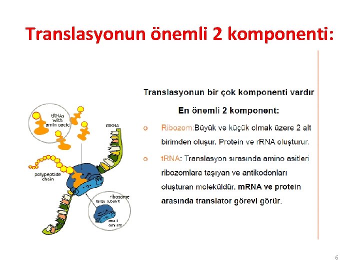 Translasyonun önemli 2 komponenti: 6 Translasyonun önemli 2 komponenti: 6