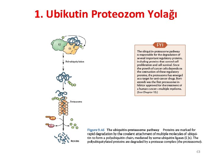 1. Ubikutin Proteozom Yolağı 63 1. Ubikutin Proteozom Yolağı 63