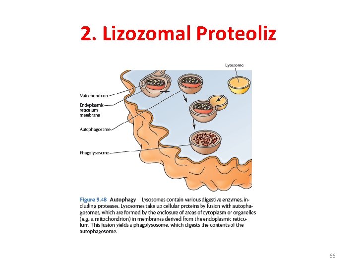 2. Lizozomal Proteoliz 66 2. Lizozomal Proteoliz 66