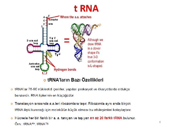 t RNA 8 t RNA 8
