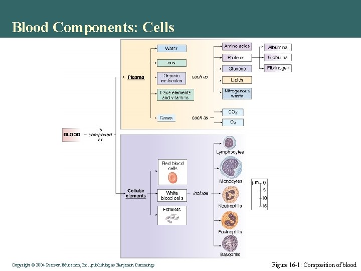 Blood Components: Cells Copyright © 2004 Pearson Education, Inc. , publishing as Benjamin Cummings