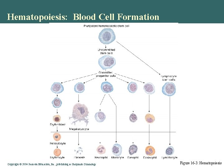 Hematopoiesis: Blood Cell Formation Copyright © 2004 Pearson Education, Inc. , publishing as Benjamin