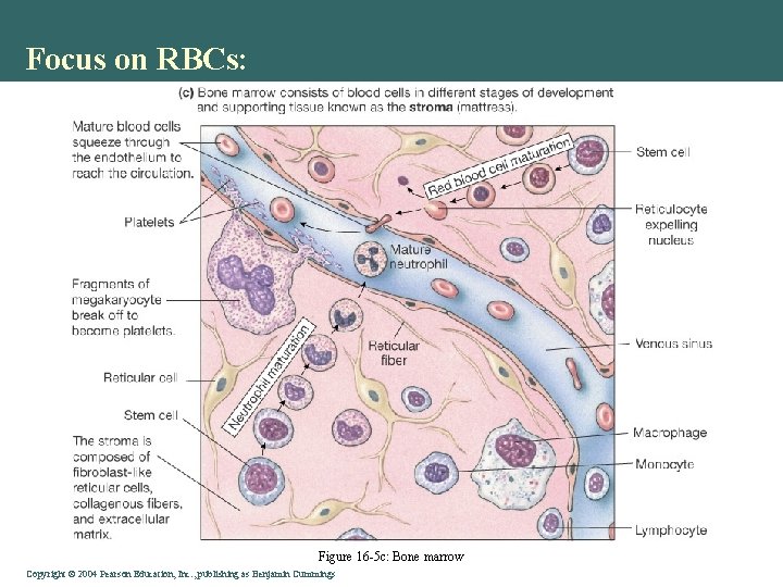 Focus on RBCs: Figure 16 -5 c: Bone marrow Copyright © 2004 Pearson Education,