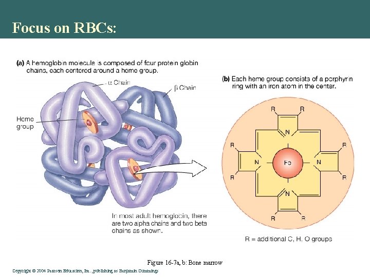 Focus on RBCs: Figure 16 -7 a, b: Bone marrow Copyright © 2004 Pearson