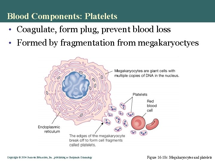 Blood Components: Platelets • Coagulate, form plug, prevent blood loss • Formed by fragmentation