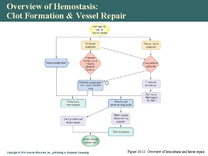 Overview of Hemostasis: Clot Formation & Vessel Repair Copyright © 2004 Pearson Education, Inc.