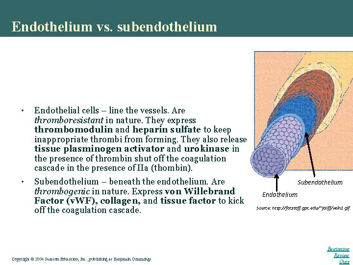 Endothelium vs. subendothelium • Endothelial cells – line the vessels. Are thromboresistant in nature.