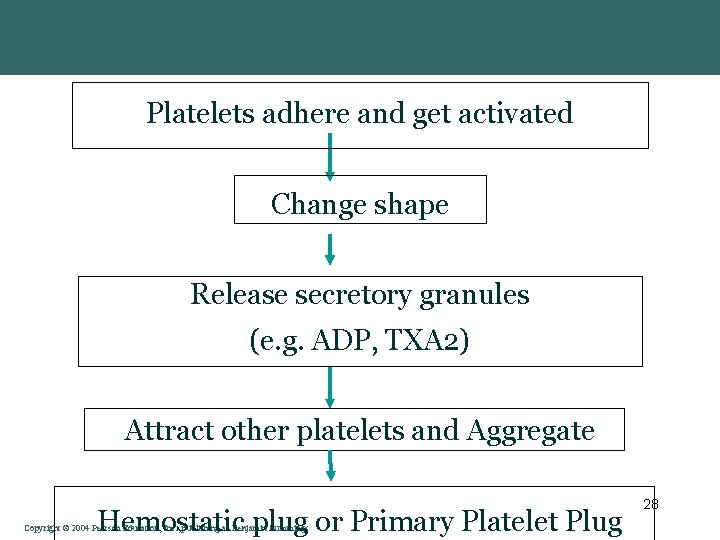 Platelets adhere and get activated Change shape Release secretory granules (e. g. ADP, TXA