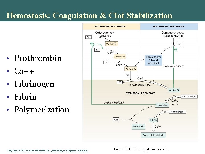 Hemostasis: Coagulation & Clot Stabilization • Prothrombin • Ca++ • Fibrinogen • Fibrin •