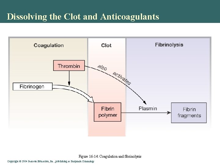 Dissolving the Clot and Anticoagulants Figure 16 -14: Coagulation and fibrinolysis Copyright © 2004