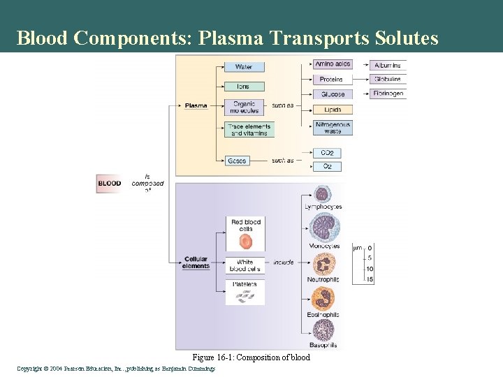 Blood Components: Plasma Transports Solutes Figure 16 -1: Composition of blood Copyright © 2004