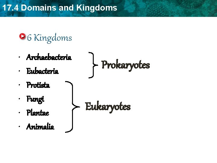 17. 4 Domains and Kingdoms 6 Kingdoms • • • Archaebacteria Eubacteria Protista Fungi