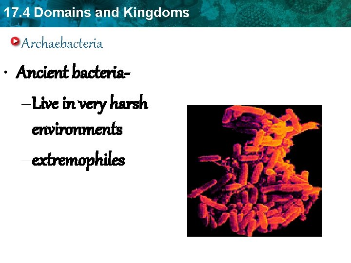 17. 4 Domains and Kingdoms Archaebacteria • Ancient bacteria–Live in very harsh environments –extremophiles