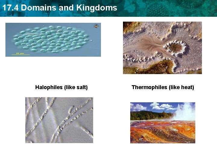 17. 4 Domains and Kingdoms Halophiles (like salt) Thermophiles (like heat) 