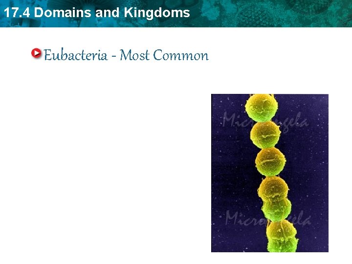 17. 4 Domains and Kingdoms Eubacteria - Most Common 