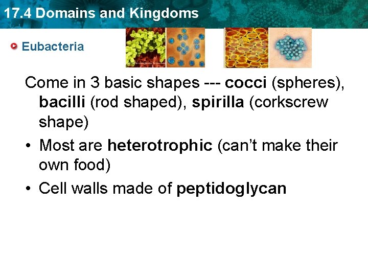 17. 4 Domains and Kingdoms Eubacteria Come in 3 basic shapes --- cocci (spheres),