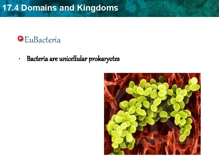 17. 4 Domains and Kingdoms Eu. Bacteria • Bacteria are unicellular prokaryotes 