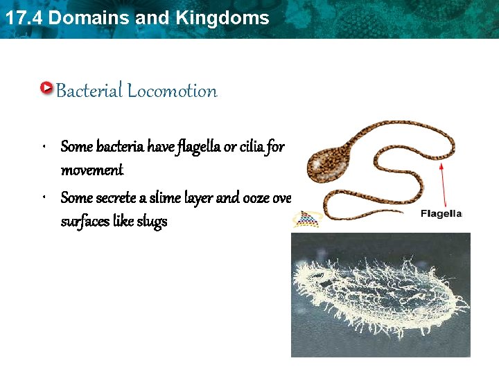 17. 4 Domains and Kingdoms Bacterial Locomotion • Some bacteria have flagella or cilia