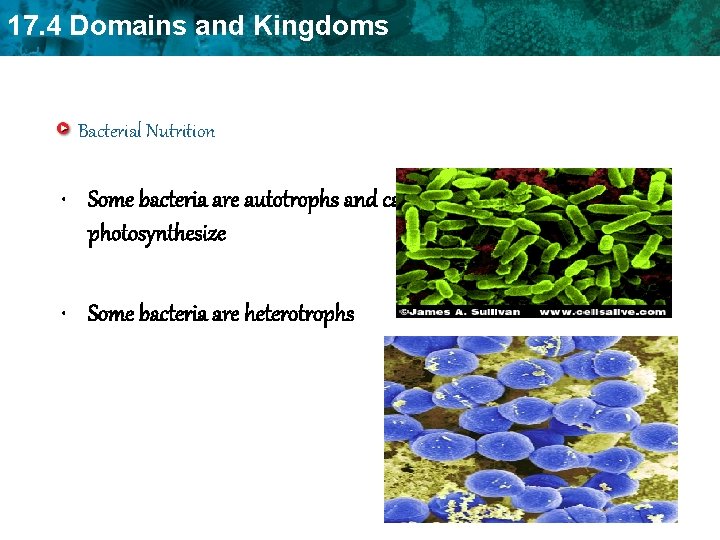 17. 4 Domains and Kingdoms Bacterial Nutrition • Some bacteria are autotrophs and can