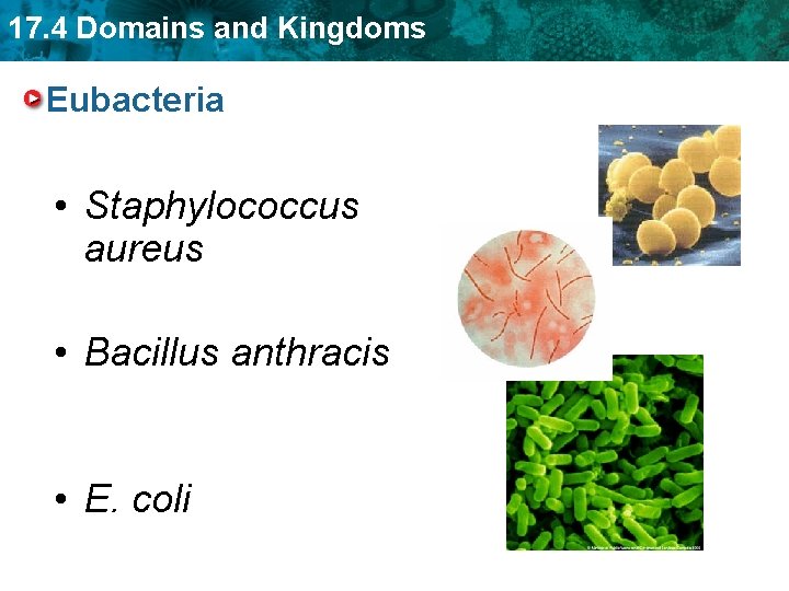 17. 4 Domains and Kingdoms Eubacteria • Staphylococcus aureus • Bacillus anthracis • E.