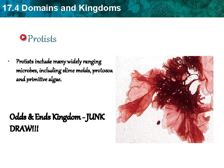 17. 4 Domains and Kingdoms Protists • Protists include many widely ranging microbes, including