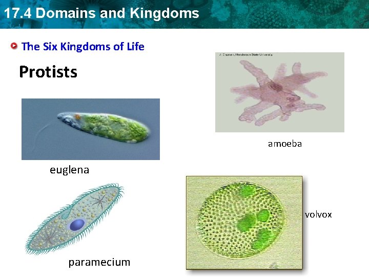 17. 4 Domains and Kingdoms The Six Kingdoms of Life Protists amoeba euglena volvox